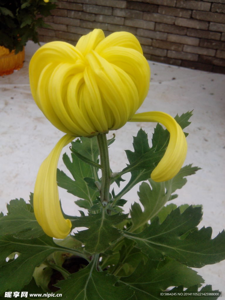 菊花
