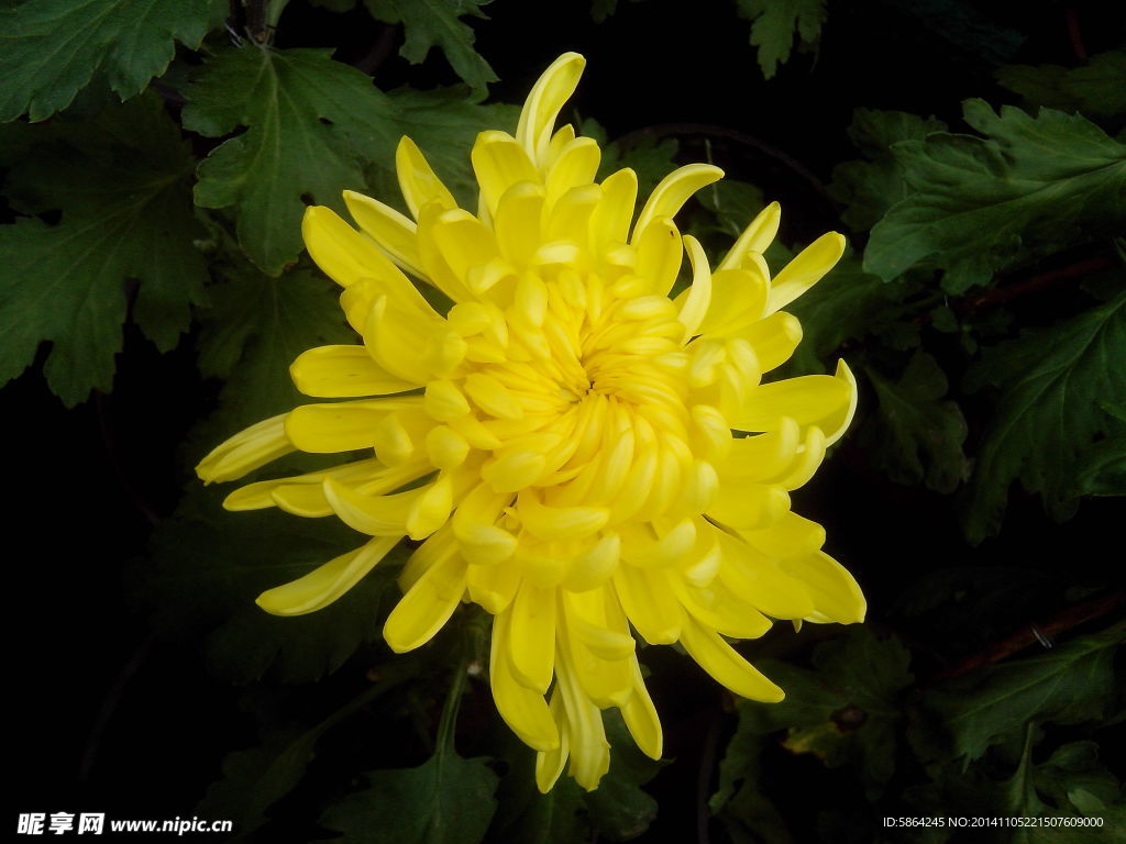 菊花
