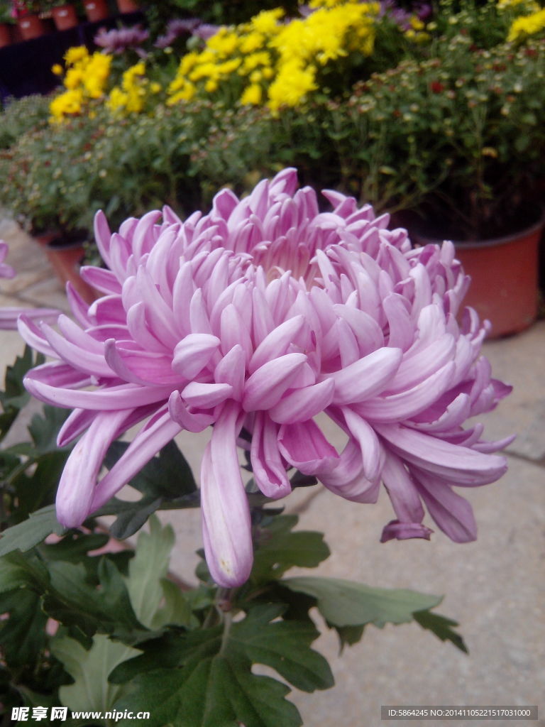 菊花