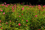 月季花