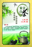 安吉白茶