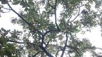 柿子树