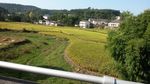 田园风光