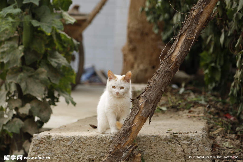 小猫