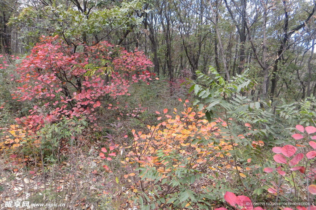 太室山红叶