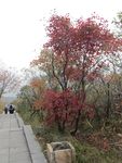 嵩山上的红叶