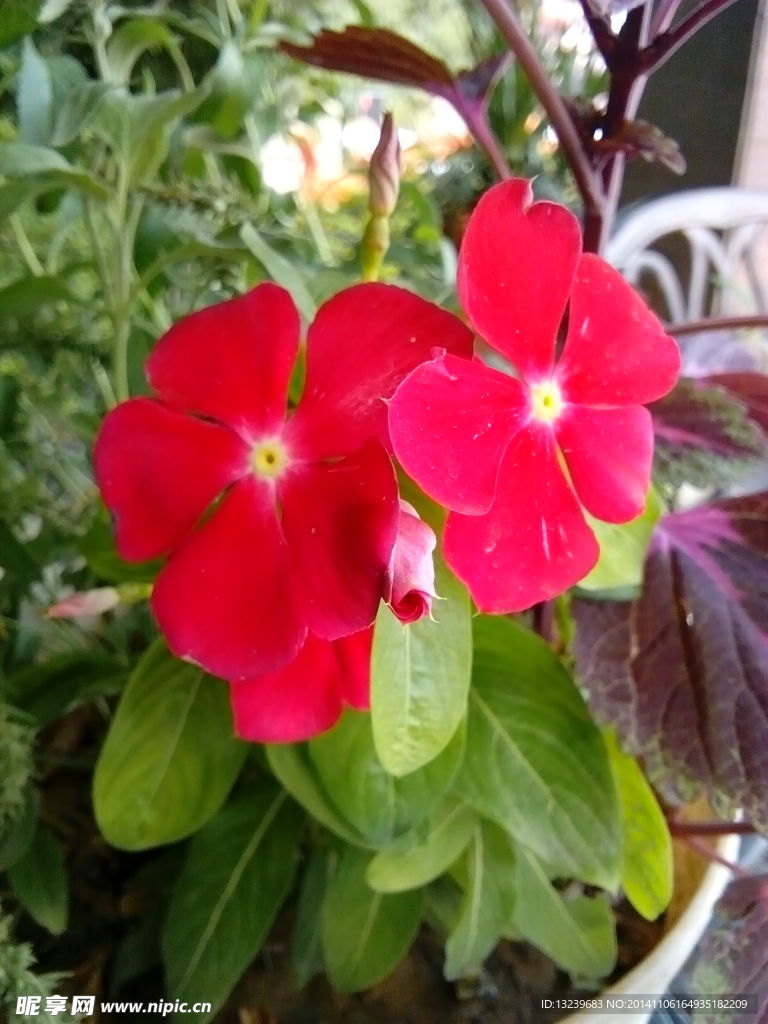盆栽小红花