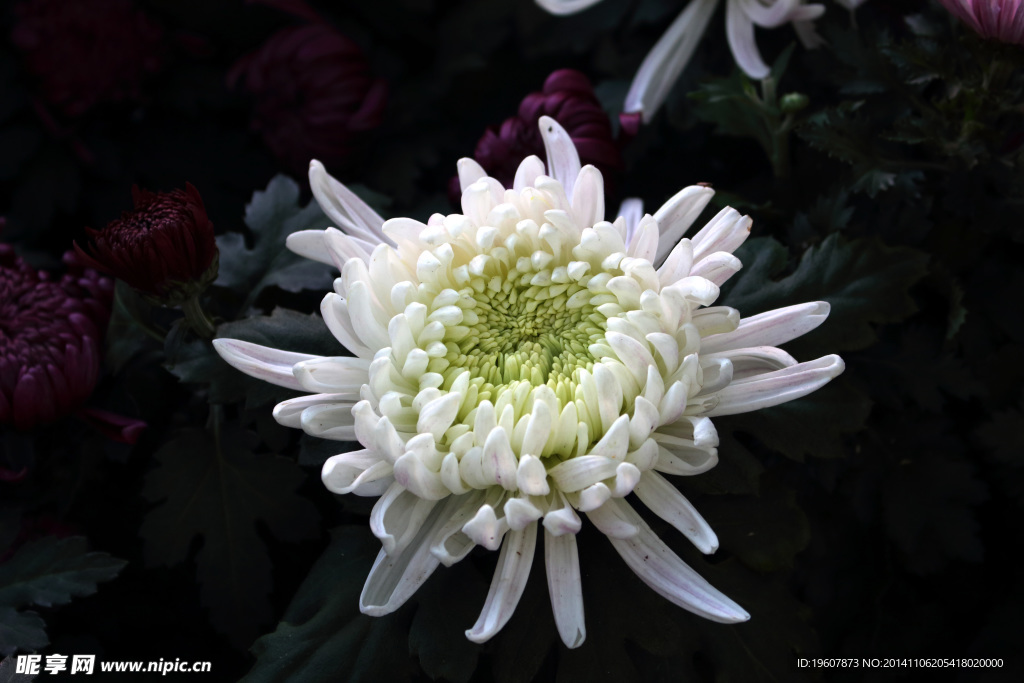 菊花