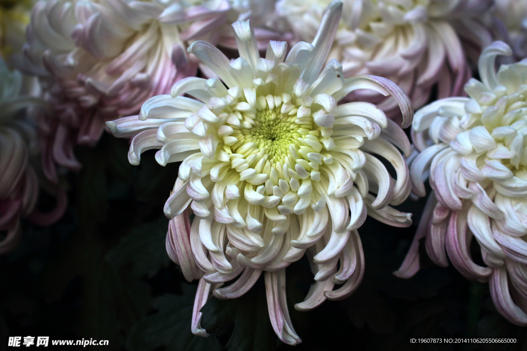 菊花