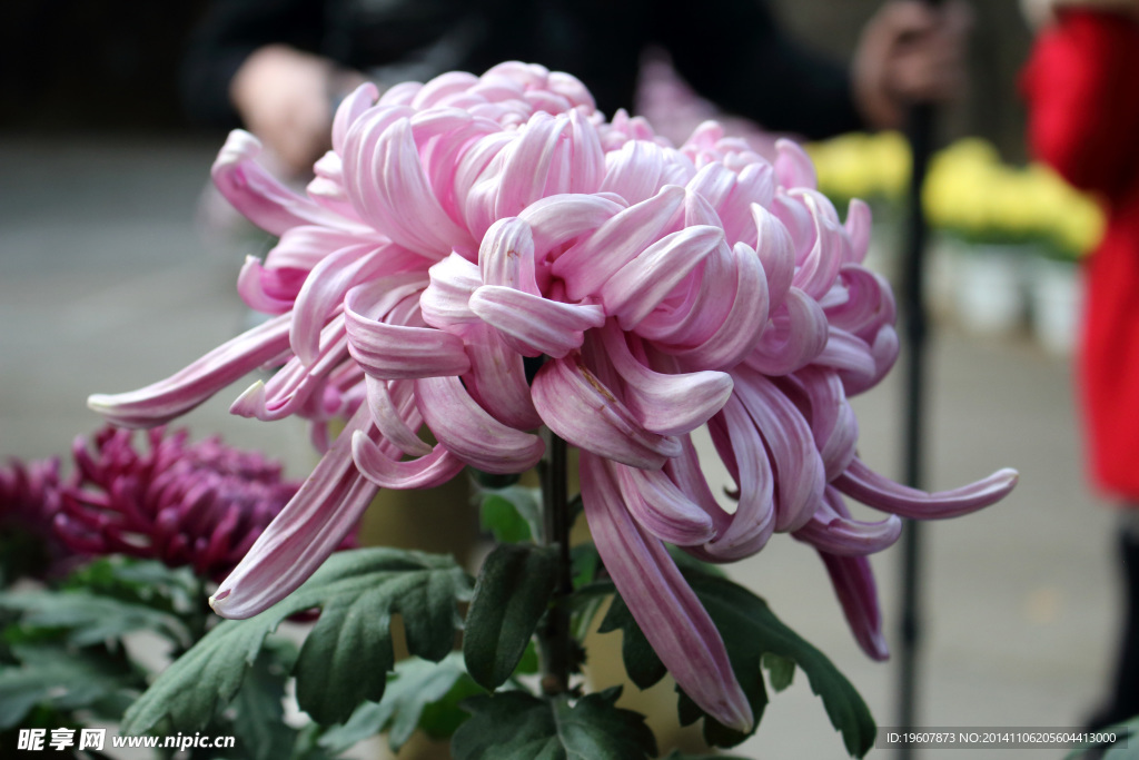 菊花