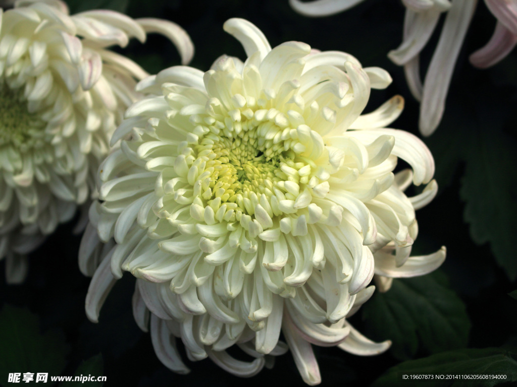 菊花