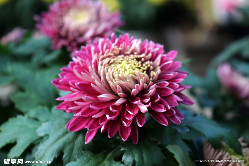 菊花