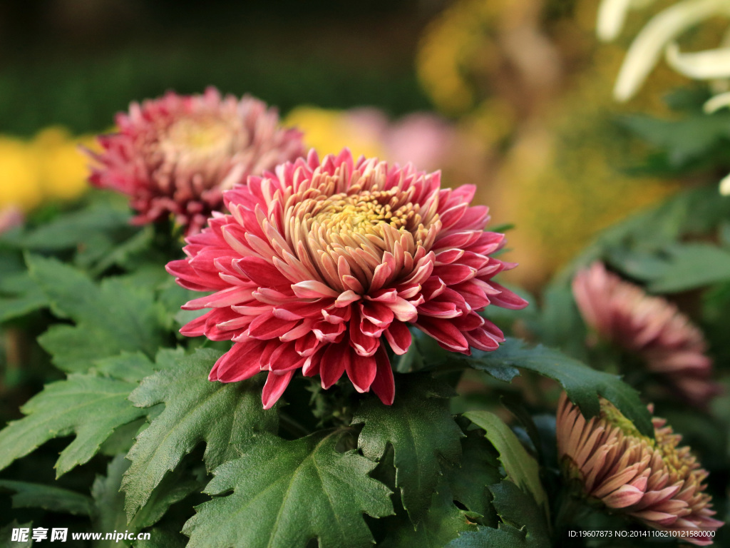 菊花