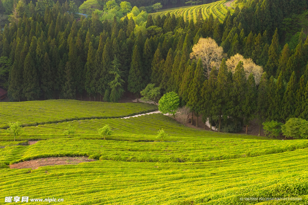 茶山风貌