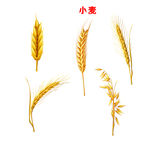 麦穗素材丰收的麦子金