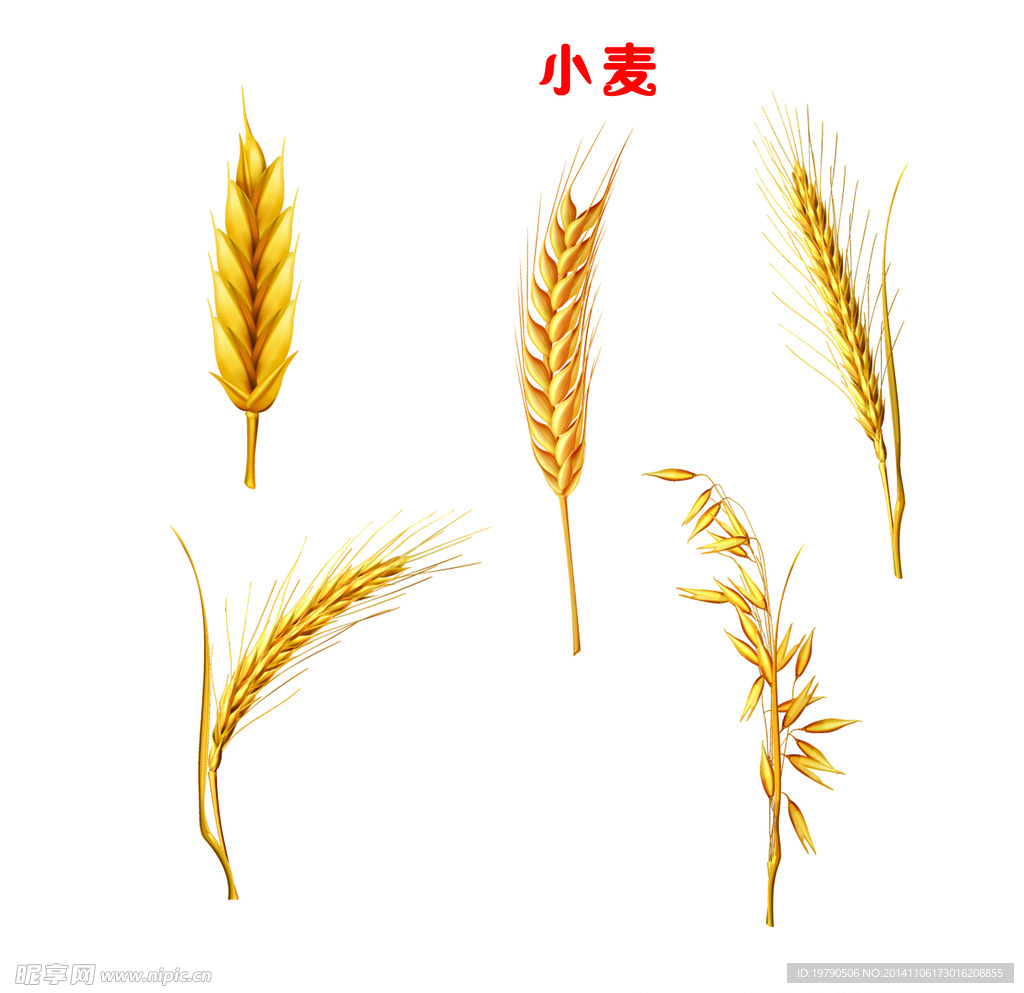 麦穗素材丰收的麦子金