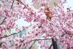 春花