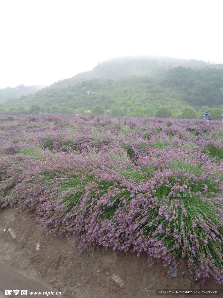 薰衣草