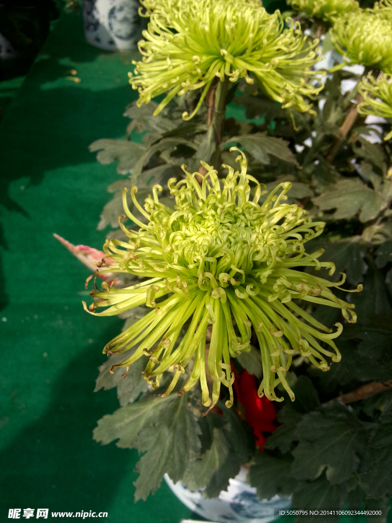 菊花盆栽