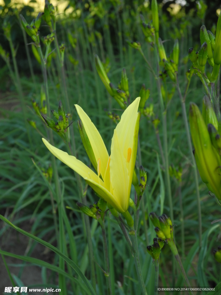 黄花菜