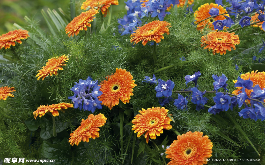 菊花