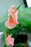 水仙花