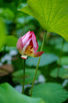 荷花 花蕾