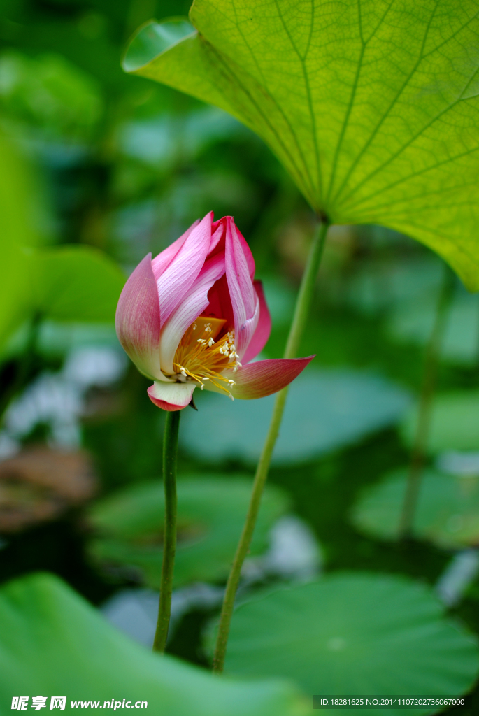 荷花 花蕾