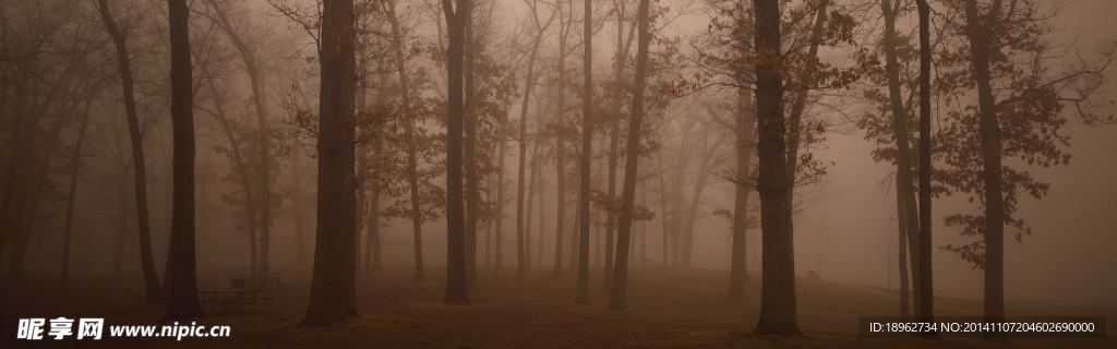 树林里的大雾