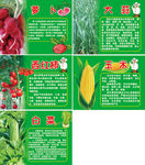 蔬菜种植园