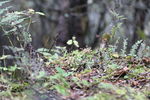 苔藓