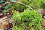 苔藓