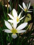 水仙花