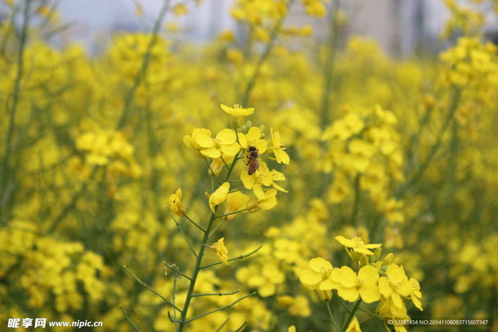 油菜花