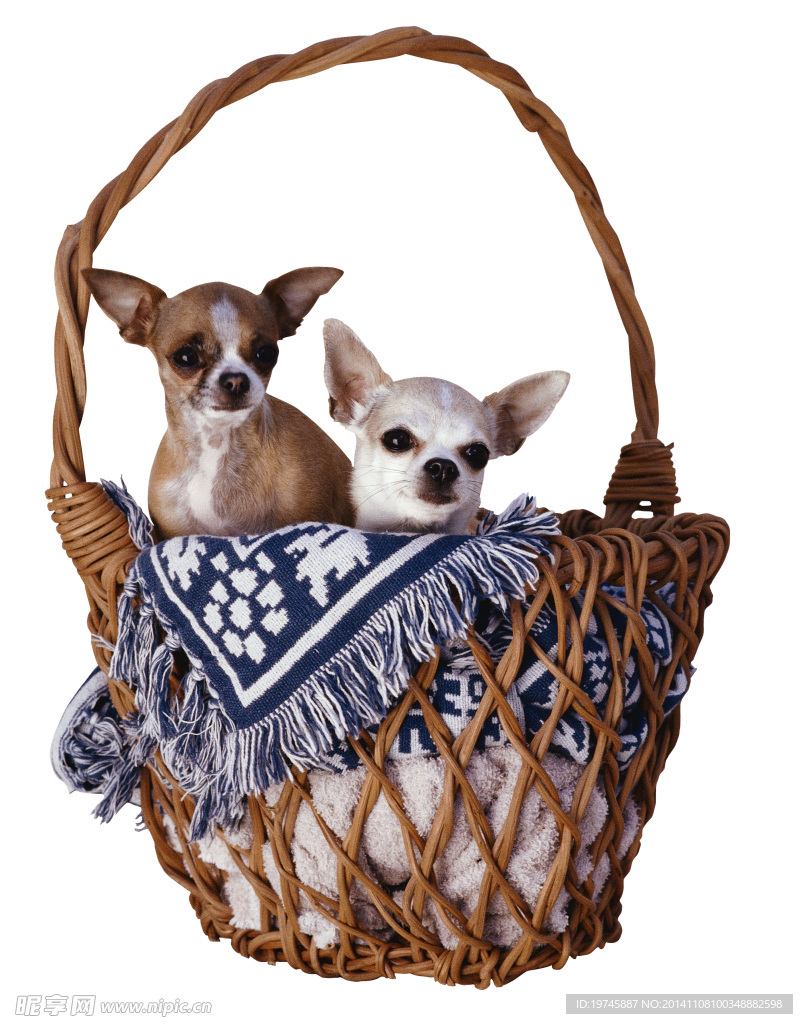 篮子里的两只小狗高清