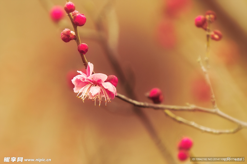 梅花