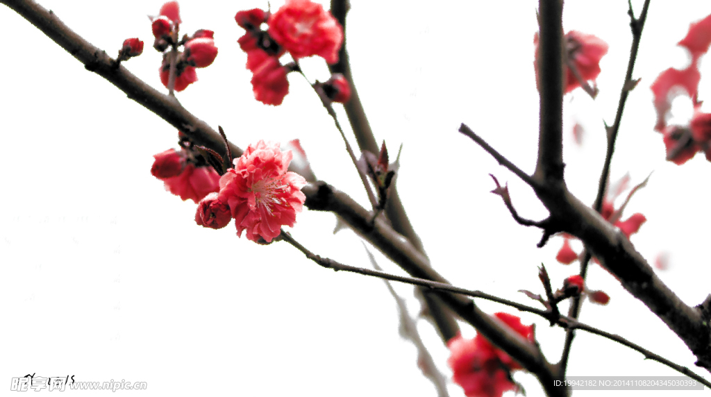桃花