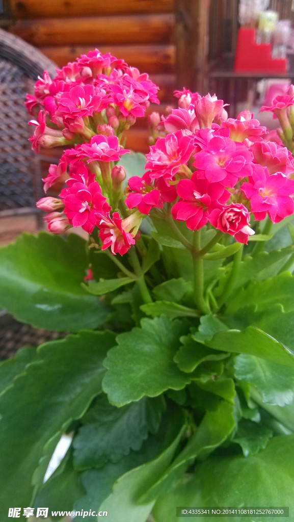 粉色花