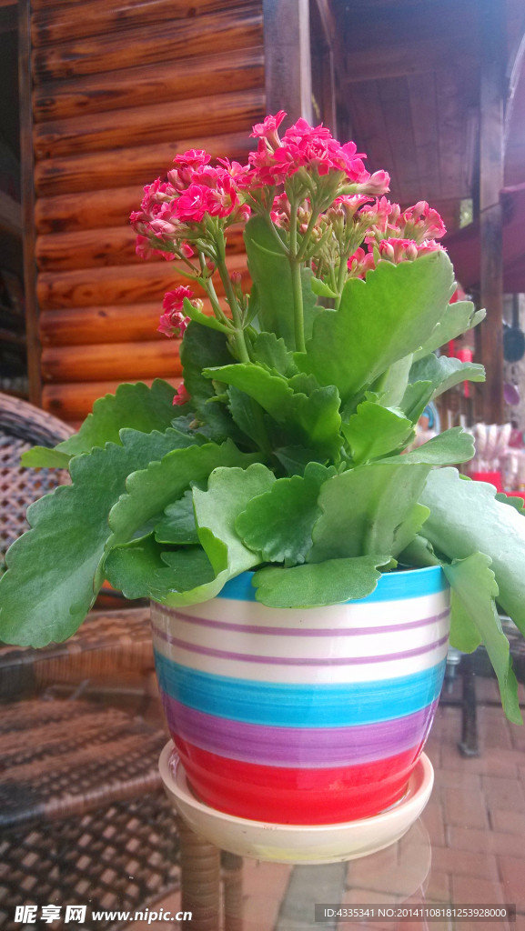 粉色花