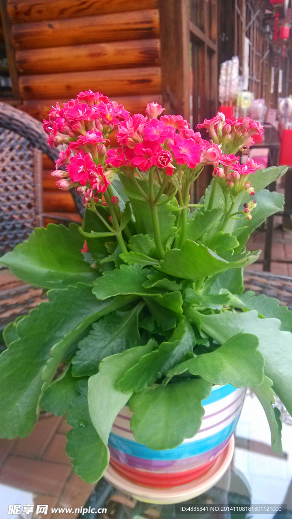 粉色花