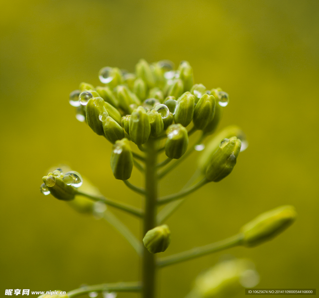 罗平油菜花