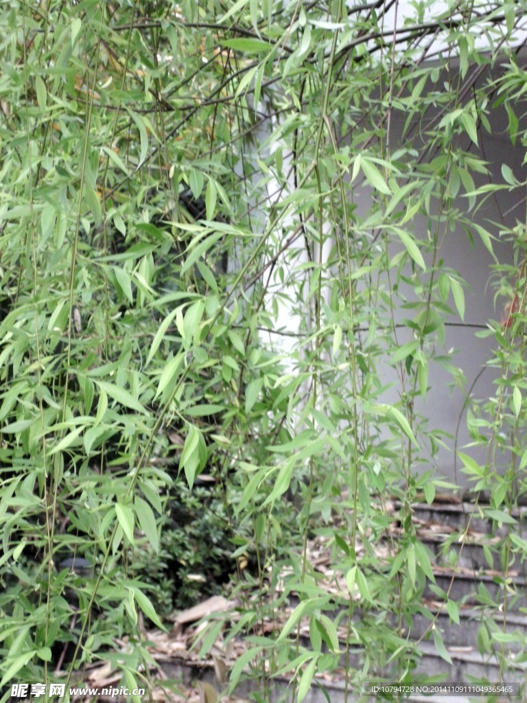 柳枝
