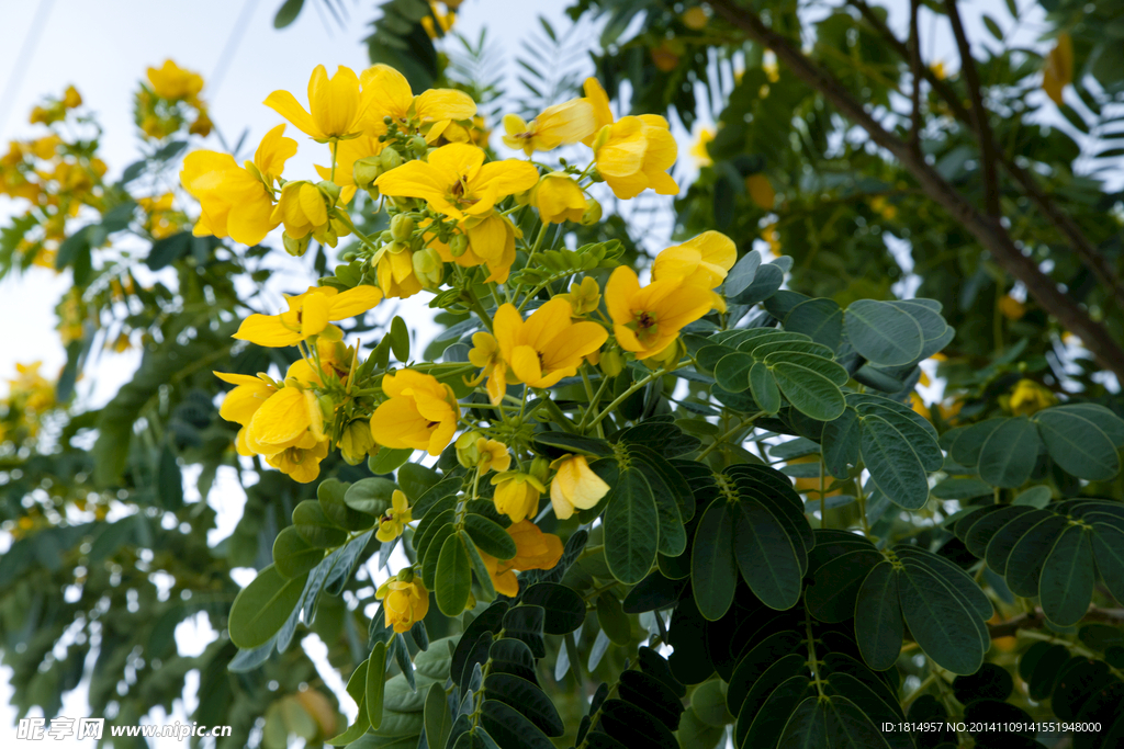 特写黄花槐