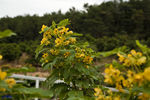 铭楷休闲山庄黄花槐