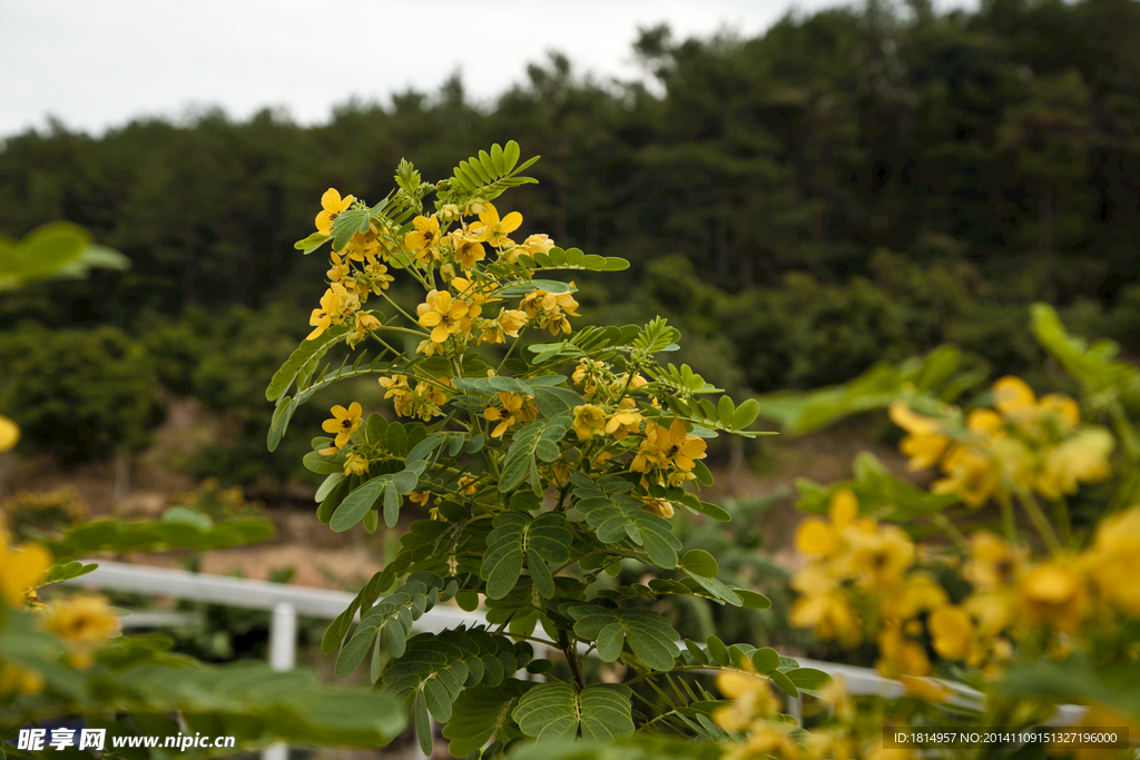 铭楷休闲山庄黄花槐