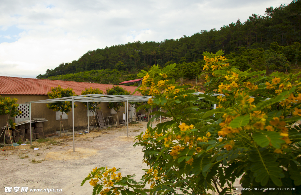 铭楷休闲山庄黄花槐林