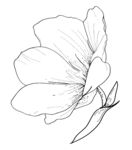 线条花纹