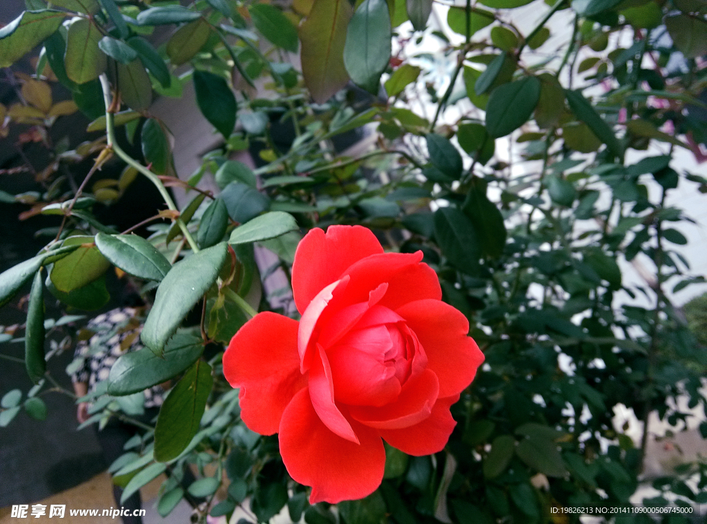 月季花