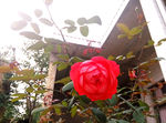 月季花 红色