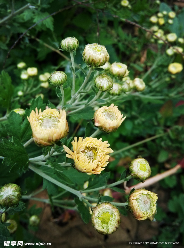 菊花 花蕾